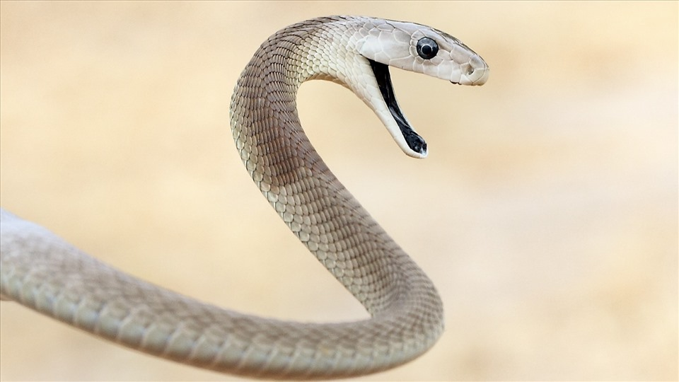 10 + Loại rắn độc nhất thế giới bên không nên bỏ qua